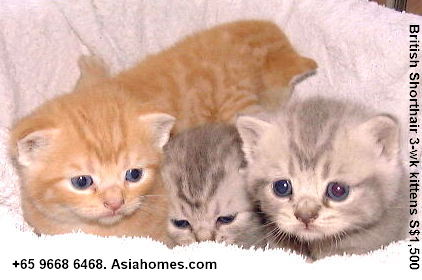 British Shorthair for sale.