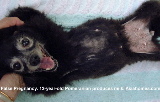 12-year-old Pomeranian with heart disease and false pregnancy.