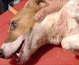 Jack Russell 7 days after injection. Skin healing.