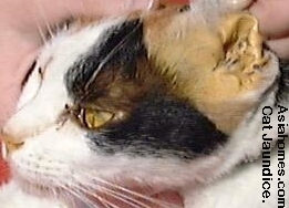 Singapore cat with icterus (jaundice) - yellow ears.