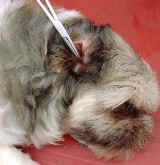 Shih Tzu with thick ear canal hairs