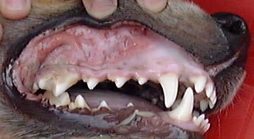 Cross-bred dog.  Right upper gum ulcerated with rotting tissues. toapayohvets  singapore