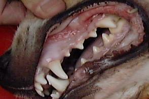Cross-bred dog.  Smelly gum ulcerations on left upper gums. toapayohvets singapore