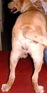 Labrador - hip sores have healed 30 days later