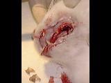 Singapore 6 year old stray cat: 2 decayed molars extracted