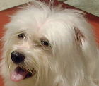 Singapore 4-year-old Maltese with itchy ears before the coat was clipped.