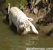 White tiger at Singapore Zoological Gardens goes fishing 