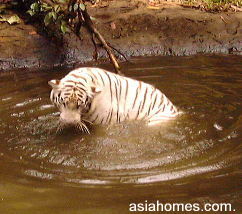 White Tiger in a moat looking for fish to catch?