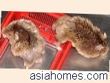 Singapore hamsters with back alopecia