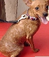 Singapore Miniature Pinscher with skin infections