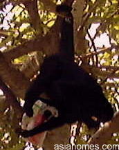 Spider monkey checking out McDonald's red box of fries