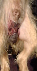 Silkie Terrier: Scrotal swelling and redness 2 days after castration.