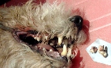 Dogs over 5 years old need teeth check up  