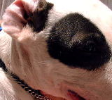 Bull terrier. Neck stained brown from scratching. 