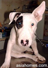 Bull Terrier with lazy ear