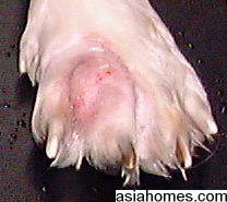 Singapore Shih Tzu with interdigital cysts