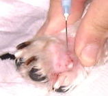 Singapore Shih Tzu with big interdigital cysts