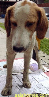 Singapore dog with front legs stained by nose discharge