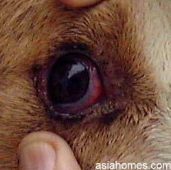 Singapore dog with fevered eye (right)