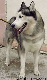 Singapore Siberian Husky with blood in the urine.