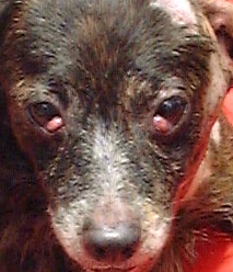 12-year cross-bred female with 2 cherry eyes.