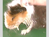 Guinea pig with profuse salviation is abnormal