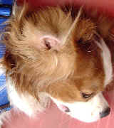 King Charles Spaniel. Right ear canal normal.