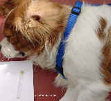 King Charles Spaniel. Left ear canal with smelly pus