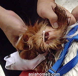King Charles Spaniel. Left ear canal opening swells,cotton bud can't pass through easily.