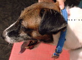 Singapore Fox Terrier:  Strangulated neck wound