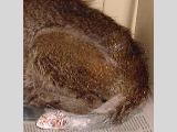 Half the tail is gangrenous.  Toxins spread to bloodstream.