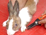 Put the rabbit on a table: easier to restrain rabbit to clip nails. 