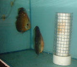 It takes Singapore female discus 1.5 years to mature