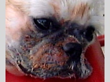 Facial folds needs daily cleaning but few owners have time to do so. 