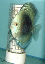 Black and white discus. Not a typcial circular body shape.