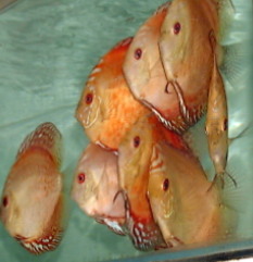 Good body colour, shape, fin lengths, eye colour attract buyers