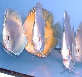 Diamond blue discus said to be in demand in 2001