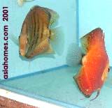 Red Discus fish 