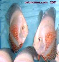 Singapore Discus. Red freckles on sides