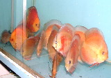 Healthy red discus for sale