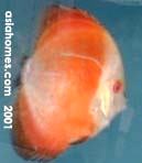 Singapore Discus Fish for Sale