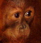 Singapore orang utan 5 year old female. grand daughter Ah Meng