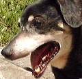 A few good teeth remained at the age of 17 years old for the dog. 