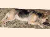 Alsatian - continuous skin itch and weight loss, tranquilised.