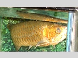 Over 10 years old Arowana or the Dragon Fish well loved by its busy Singapore owner