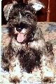 Healthy 3-month-old miniature Schnauzer, Singapore