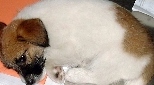 Singapore Jack Russell puppy. Below normal body temperature can be fatal for a puppy.