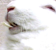 Rabbit - overgrown incisor teeth, Toa Payoh Vets