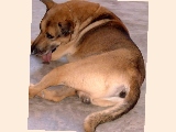 Orange-size swelling left of the tail and anus