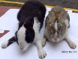 Singapore rabbits recovering from sarcoptic mange